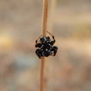 Austracantha minax at Cook, ACT - 2 Feb 2018