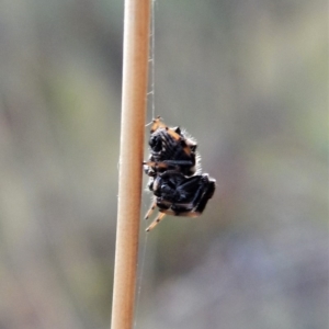 Austracantha minax at Cook, ACT - 2 Feb 2018 06:37 PM