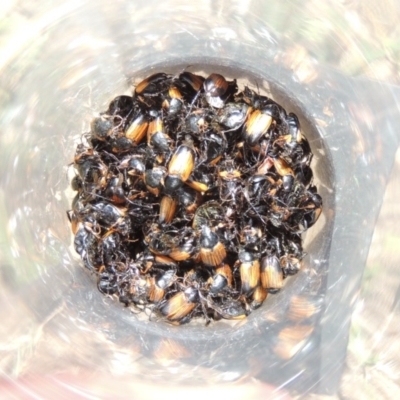 Phyllotocus navicularis (Nectar scarab) at Conder, ACT - 5 Jan 2018 by MichaelBedingfield