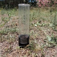 Phyllotocus navicularis at Conder, ACT - 5 Jan 2018 02:28 PM