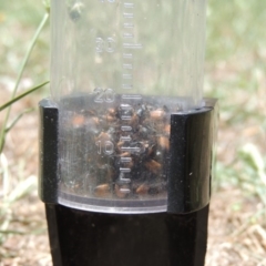 Phyllotocus navicularis at Conder, ACT - 5 Jan 2018 02:28 PM