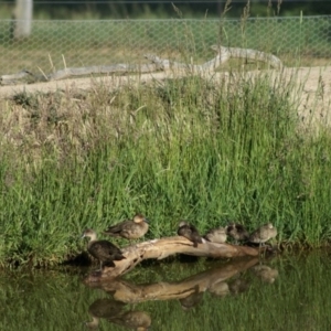 Anas gracilis at Primrose Valley, NSW - 12 Nov 2007 07:36 AM