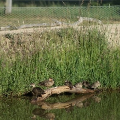 Anas gracilis (Grey Teal) at QPRC LGA - 11 Nov 2007 by Tammy