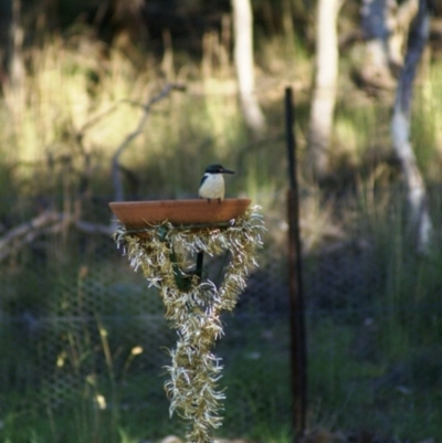 Todiramphus sanctus (Sacred Kingfisher) at Primrose Valley, NSW - 30 Dec 2007 by Tammy