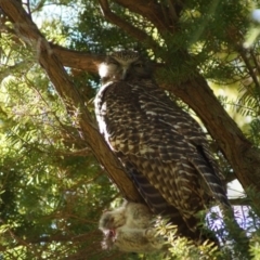 Ninox strenua (Powerful Owl) at ANBG - 20 Aug 2017 by Tammy