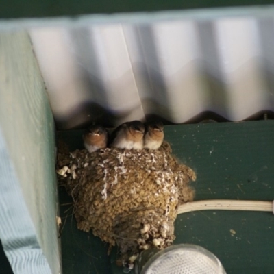 Hirundo neoxena (Welcome Swallow) at QPRC LGA - 21 Oct 2007 by Tammy