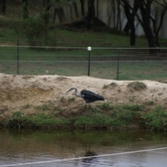 Ardea pacifica (White-necked Heron) at Primrose Valley, NSW - 25 Feb 2007 by Tammy