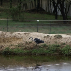 Ardea pacifica at Primrose Valley, NSW - 25 Feb 2007