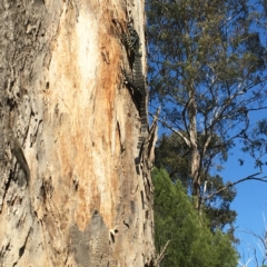 Varanus varius at Nanima, NSW - 3 Oct 2016