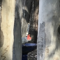 Callocephalon fimbriatum (Gang-gang Cockatoo) at Nanima, NSW - 19 Dec 2017 by 81mv