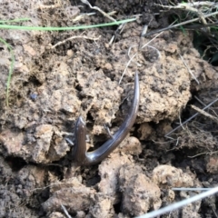 Hemiergis talbingoensis (Eastern Three-toed Earless Skink) at Nanima, NSW - 2 Jul 2016 by 81mv