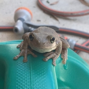 Litoria peronii at Nanima, NSW - 11 Jan 2017