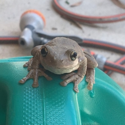 Litoria peronii (Peron's Tree Frog, Emerald Spotted Tree Frog) at Nanima, NSW - 10 Jan 2017 by 81mv