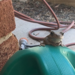 Litoria peronii at Nanima, NSW - 11 Jan 2017 10:12 AM