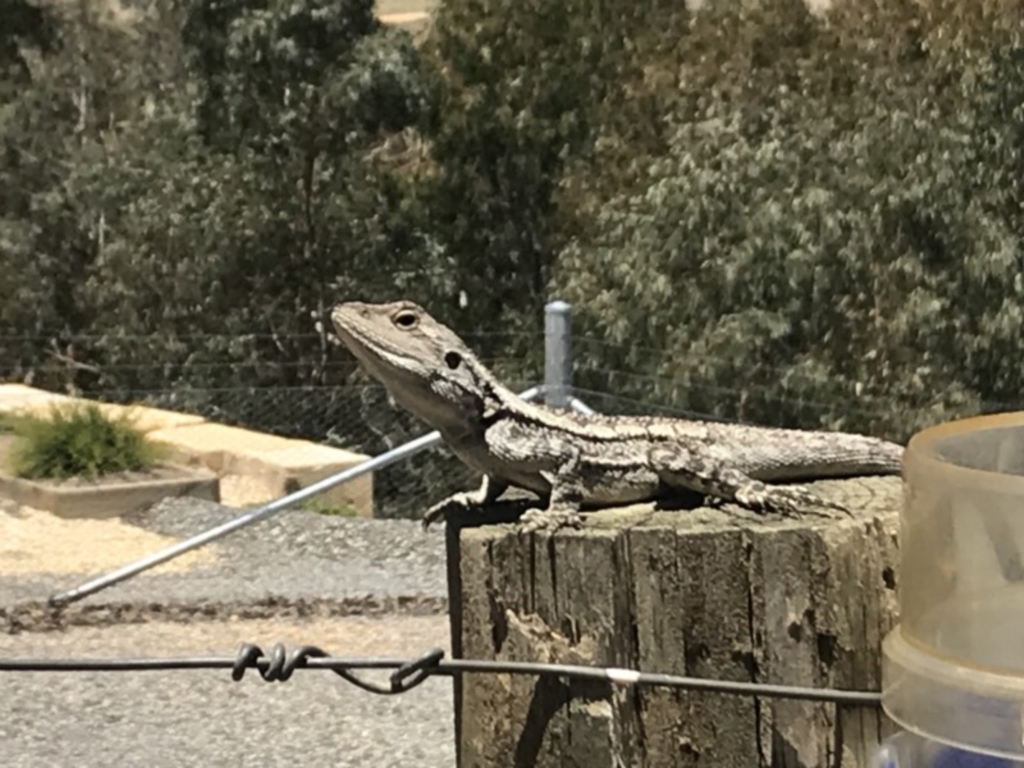 Amphibolurus muricatus at Nanima, NSW - 10 Dec 2017