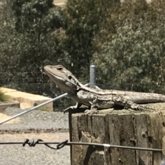 Amphibolurus muricatus (Jacky Lizard) at Nanima, NSW - 10 Dec 2017 by 81mv