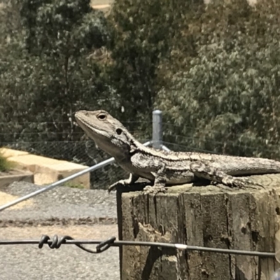 Amphibolurus muricatus (Jacky Lizard) at Nanima, NSW - 10 Dec 2017 by 81mv