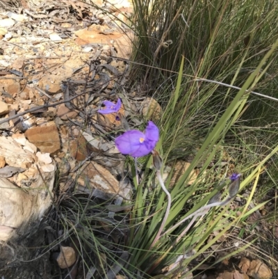 Patersonia sericea var. sericea (Silky Purple-flag) at Nanima, NSW - 11 Nov 2017 by 81mv