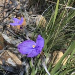 Patersonia sericea var. sericea at Nanima, NSW - 11 Nov 2017 01:28 PM