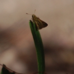 Ocybadistes walkeri (Green Grass-dart) at Aranda, ACT - 23 Feb 2017 by KMcCue