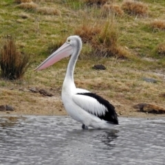 Pelecanus conspicillatus (Australian Pelican) at Gordon, ACT - 24 Aug 2017 by RodDeb