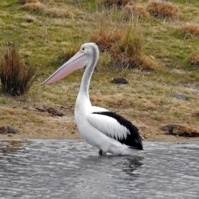 Pelecanus conspicillatus (Australian Pelican) at Gordon, ACT - 23 Aug 2017 by RodDeb