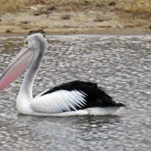 Pelecanus conspicillatus at Gordon, ACT - 24 Aug 2017 12:00 AM