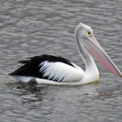 Pelecanus conspicillatus at Gordon, ACT - 24 Aug 2017 12:00 AM