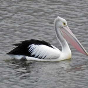 Pelecanus conspicillatus at Gordon, ACT - 24 Aug 2017