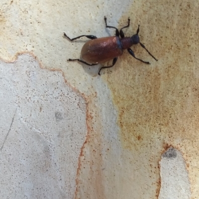 Ecnolagria grandis (Honeybrown beetle) at Wamboin, NSW - 6 Jan 2018 by natureguy