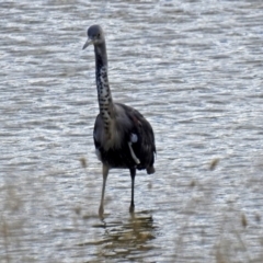 Ardea pacifica (White-necked Heron) at Lanyon - northern section A.C.T. - 1 Feb 2018 by RodDeb