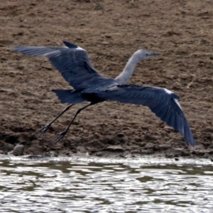 Ardea pacifica at Gordon, ACT - 1 Feb 2018