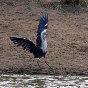 Ardea pacifica at Gordon, ACT - 1 Feb 2018 05:26 PM