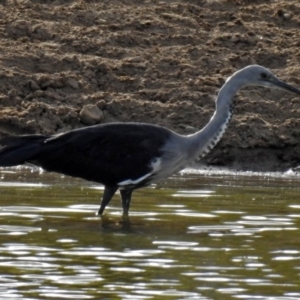 Ardea pacifica at Gordon, ACT - 1 Feb 2018 05:26 PM