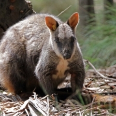 Petrogale penicillata (Brush-tailed Rock Wallaby) at Tidbinbilla Nature Reserve - 1 Feb 2018 by RodDeb