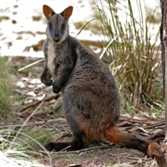 Petrogale penicillata at Paddys River, ACT - suppressed