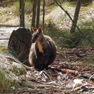 Petrogale penicillata at Paddys River, ACT - 1 Feb 2018