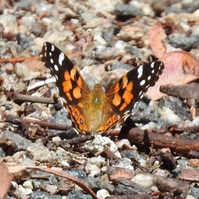 Vanessa kershawi (Australian Painted Lady) at Paddys River, ACT - 1 Feb 2018 by RodDeb