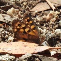 Geitoneura klugii (Marbled Xenica) at Tidbinbilla Nature Reserve - 1 Feb 2018 by RodDeb