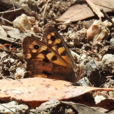 Geitoneura klugii (Marbled Xenica) at Tidbinbilla Nature Reserve - 1 Feb 2018 by RodDeb