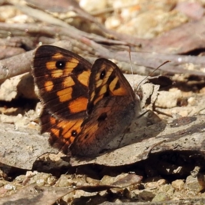 Geitoneura klugii (Marbled Xenica) at Paddys River, ACT - 1 Feb 2018 by RodDeb