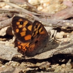 Geitoneura klugii (Klug's Xenica / Marbled Xenica) at Paddys River, ACT - 1 Feb 2018 by RodDeb