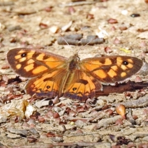 Geitoneura klugii at Paddys River, ACT - 1 Feb 2018 03:38 PM