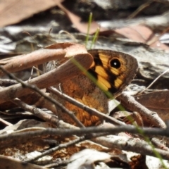 Geitoneura klugii (Marbled Xenica) at Tidbinbilla Nature Reserve - 1 Feb 2018 by RodDeb