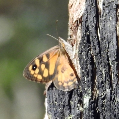 Geitoneura klugii (Marbled Xenica) at Tidbinbilla Nature Reserve - 1 Feb 2018 by RodDeb