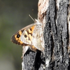 Geitoneura klugii at Paddys River, ACT - 1 Feb 2018 02:47 PM