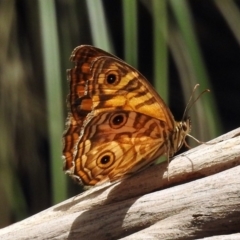 Geitoneura acantha at Paddys River, ACT - 1 Feb 2018