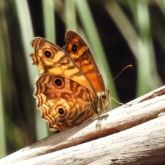 Geitoneura acantha at Paddys River, ACT - 1 Feb 2018