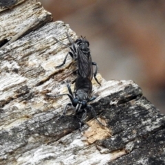 Orthogonis sp. (genus) (Robber fly) at Tidbinbilla Nature Reserve - 1 Feb 2018 by RodDeb