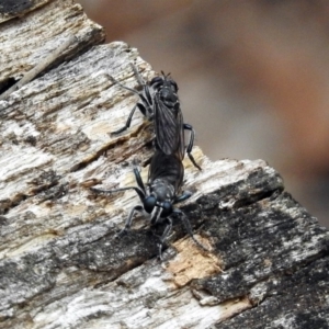 Orthogonis sp. (genus) at Paddys River, ACT - 1 Feb 2018